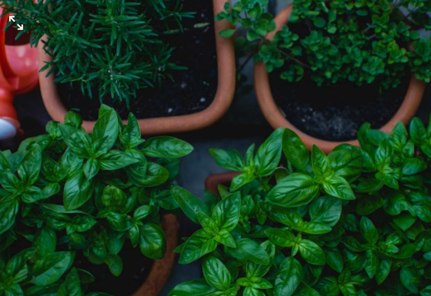 Image Urban Gardening na balkóne aj terase